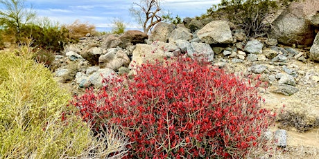 Wildflower Walk - La Quinta