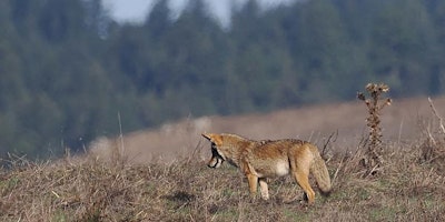 Immagine principale di Lower La Honda Creek Open Space Preserve 