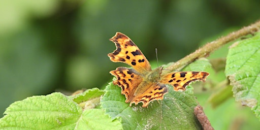 Primaire afbeelding van Local Wildlife Course for Beginners