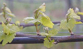 Celebrate Bud Break at Treasure Island Wines primary image