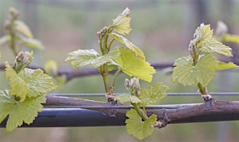 Celebrate Bud Break at Treasure Island Wines  primärbild