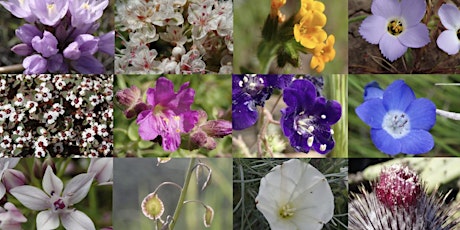 Wildflower Hike @ El Modena Open Space