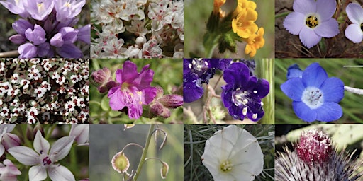 Primaire afbeelding van Wildflower Hike @ El Modena Open Space