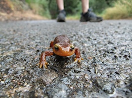 Easter Newt Nature Hunt up Silverado Creek primary image