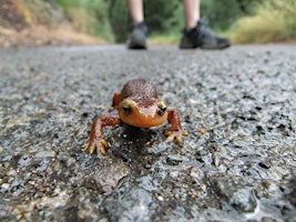 Imagem principal do evento Easter Newt Nature Hunt up Silverado Creek