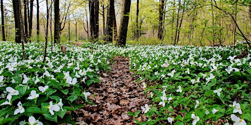 Primaire afbeelding van Wildflower Wander