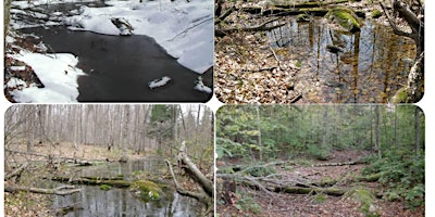 Imagen principal de Michigan Vernal Pool Patrol Training