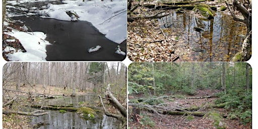 Imagem principal de Michigan Vernal Pool Patrol Training