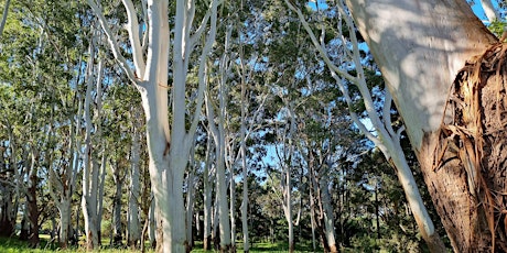 Rose Gum Forest Therapy Walk, Centennial Park