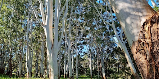 Rose Gum Forest Therapy Walk, Centennial Park primary image