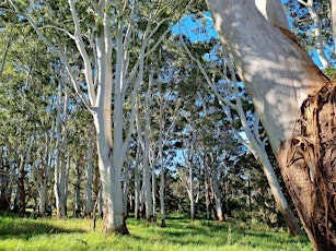 Rose Gum Forest Therapy Walk, Centennial Park