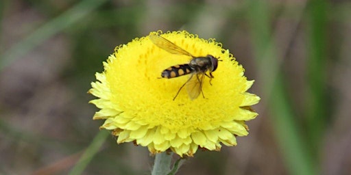 Immagine principale di The Insect World of Yarran Dheran with Ian Moodie 