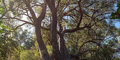 Immagine principale di Living Green and Tree Festival Tree Walk and Talk 