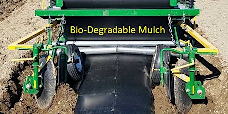 Bio-Degradable Mulch Benefits & BBTV Prevention Strategies