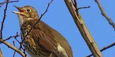 Badock's Wood Bird Walk - Sunday19th May, 10.00 a.m.