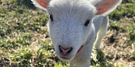 Easter Afternoon Open Farm Day with Lambs, Baby Goats and Sunshine