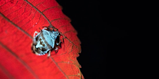 Primaire afbeelding van Biofluorescent Night Walk