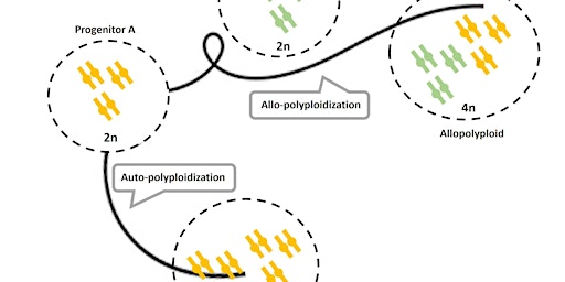 Symposium: Addressing the effects of polyploidization and their evolutionar  primärbild