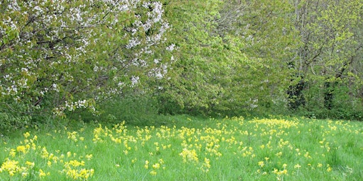 Imagem principal do evento Badock's Wood Trees and Plants Walk - Tuesday14th May, 15.30 p.m.