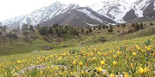 Hauptbild für On Demand: A journey to conserve tulips in the wilds of Central Asia