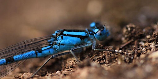 Hauptbild für Dragons and Damsels Day