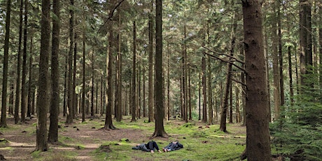 Mindful Meander - a Forest Bathing Experience