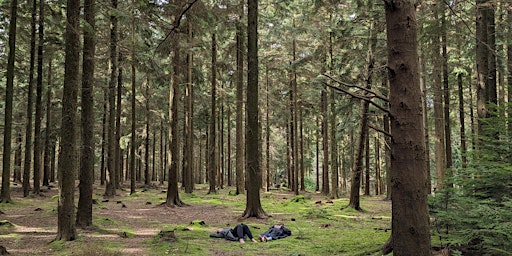 Hauptbild für Mindful Meander - a Forest Bathing Experience