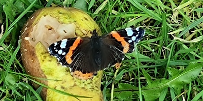 Primaire afbeelding van Bugs, Birds and Bats, Crowcroft Park, Manchester