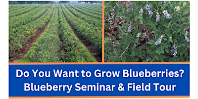 Primaire afbeelding van Do You Want to Grow Blueberries? Blueberry Seminar & Field Tour
