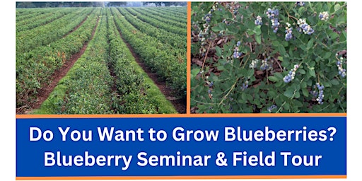 Imagem principal do evento Do You Want to Grow Blueberries? Blueberry Seminar & Field Tour