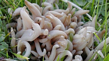 Hauptbild für Fungi Foray