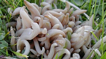 Immagine principale di Fungi Foray 