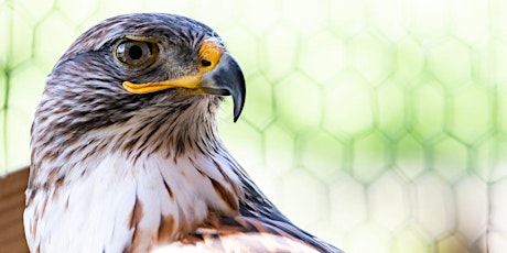 Green Chimneys Birds of Prey Day 2024