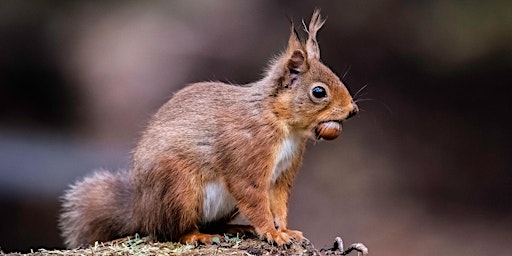 Primaire afbeelding van Squirrel Safari at Crathes Castle