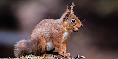 Squirrel Safari at Crathes Castle primary image