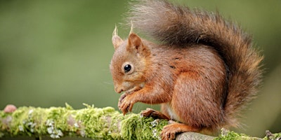 Imagem principal do evento Squirrel Safari at Fyvie Castle