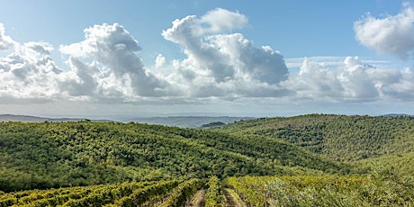 Immagine principale di 600 Gallo Nero 