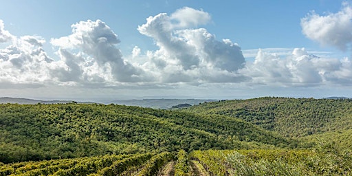 Immagine principale di 600 Gallo Nero 