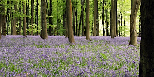 Local Volunteers Event: Bluebell & Spring Flower Walk primary image