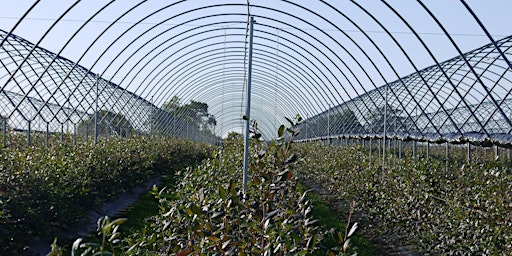 Primaire afbeelding van Blueberry Farm Tour 2024 - 20th May