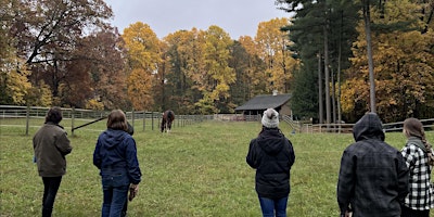 Forest Bathing with Horses at Forest Meadow Ranch primary image