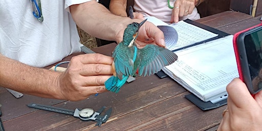 Escursione e attività di inanellamento Torre Flavia