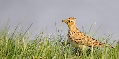 Hauptbild für Carr House Meadows Bird Walk