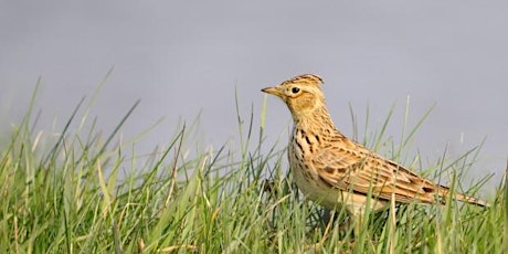 Carr House Meadows Bird Walk