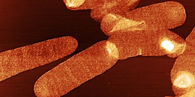 Image principale de Microbial Cell Wall Symposium