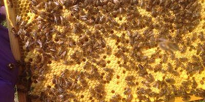 Show and Tell – Life story of the bees