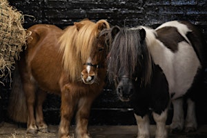 Imagem principal do evento Turnberry Equestrian and Adventures Open Day