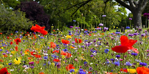 Wildflower Meadow Planting at Willmott Park primary image