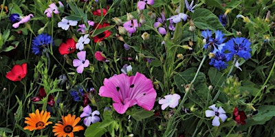 Imagem principal de Summer Floral Meadow Workshop at Souter Lighthouse