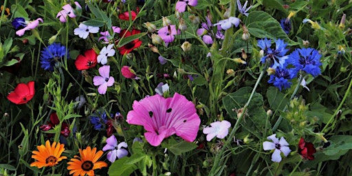 Summer Floral Meadow Workshop at Souter Lighthouse primary image